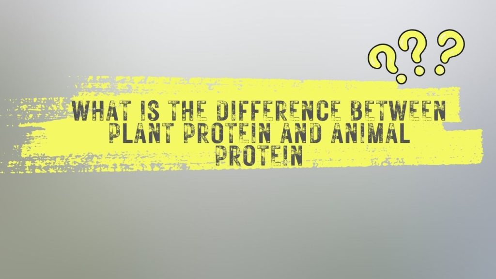 What is the difference between Plant Protein and Animal Protein?