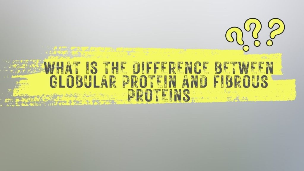 What is the difference between globular protein  and fibrous proteins?